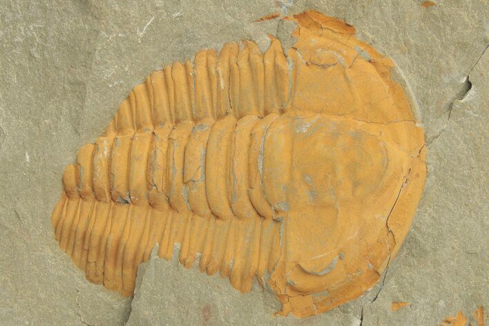 Cambrian Trilobite (Hamatolenus) - Pos/Neg Split #222420